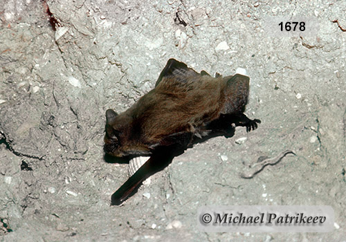 Kuhl's Pipistrelle (Pipistrellus kuhlii)